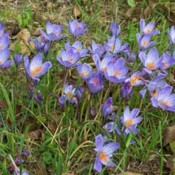 Crocus Speciosus -UK Garden Plants Sales 2024 crocus speciousus 3