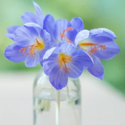 Crocus Speciosus -UK Garden Plants Sales 2024 crocus speciousus 4