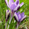 Crocus 'Spring Beauty' -UK Garden Plants Sales 2024 crocus spring beauty 2