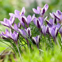 Crocus 'Spring Beauty' -UK Garden Plants Sales 2024 crocus spring beauty 3