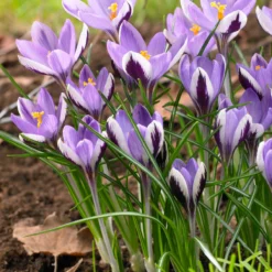 Crocus 'Spring Beauty' -UK Garden Plants Sales 2024 crocus spring beauty 4
