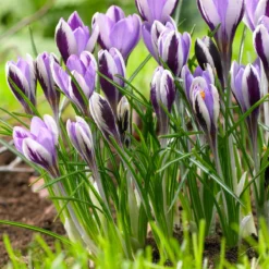 Crocus 'Spring Beauty' -UK Garden Plants Sales 2024 crocus spring beauty 5