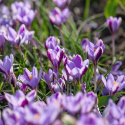 Crocus 'Spring Beauty' -UK Garden Plants Sales 2024 crocus spring beauty 6 scaled