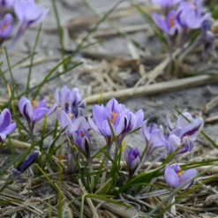 Crocus 'Spring Beauty' -UK Garden Plants Sales 2024 crocus spring beauty 7 scaled
