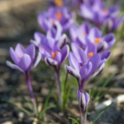 Crocus 'Spring Beauty' -UK Garden Plants Sales 2024 crocus spring beauty 8 scaled