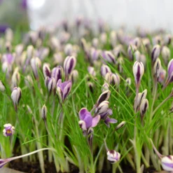Crocus 'Spring Beauty' -UK Garden Plants Sales 2024 crocus spring beauty 9 scaled