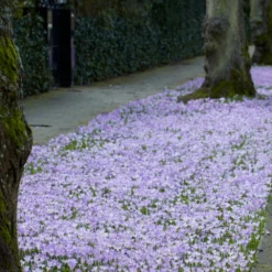 Crocus Tommasinianus -UK Garden Plants Sales 2024 crocus tommasinianus 1