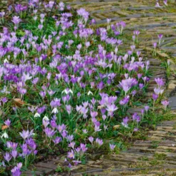 Crocus Tommasinianus -UK Garden Plants Sales 2024 crocus tommasinianus 10 scaled