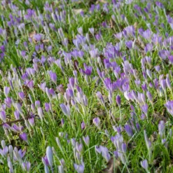 Crocus Tommasinianus -UK Garden Plants Sales 2024 crocus tommasinianus 11 scaled