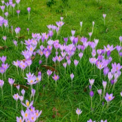 Crocus Tommasinianus -UK Garden Plants Sales 2024 crocus tommasinianus 12 scaled
