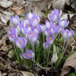 Crocus Tommasinianus -UK Garden Plants Sales 2024 crocus tommasinianus 13