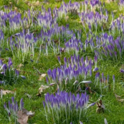 Crocus Tommasinianus -UK Garden Plants Sales 2024 crocus tommasinianus 14 scaled