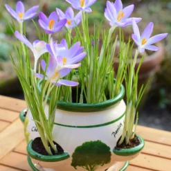 Crocus Tommasinianus -UK Garden Plants Sales 2024 crocus tommasinianus 15 scaled