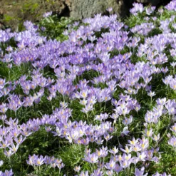 Crocus Tommasinianus -UK Garden Plants Sales 2024 crocus tommasinianus 2