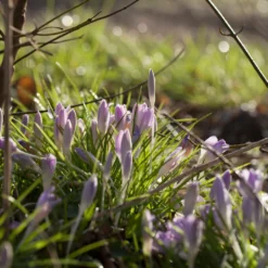 Crocus Tommasinianus -UK Garden Plants Sales 2024 crocus tommasinianus 3