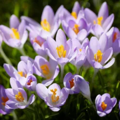 Crocus Tommasinianus -UK Garden Plants Sales 2024 crocus tommasinianus 4