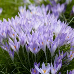 Crocus Tommasinianus -UK Garden Plants Sales 2024 crocus tommasinianus 5