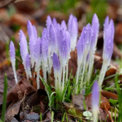 Crocus Tommasinianus -UK Garden Plants Sales 2024 crocus tommasinianus 6