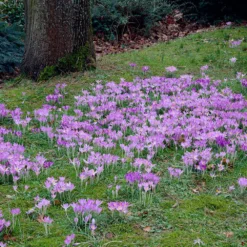 Crocus Tommasinianus -UK Garden Plants Sales 2024 crocus tommasinianus 7