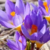 Crocus Sieberi 'Tricolor' 2 Crocus Sieberi 'Tricolor' -UK Garden Plants Sales 2024 crocus tricolor 1