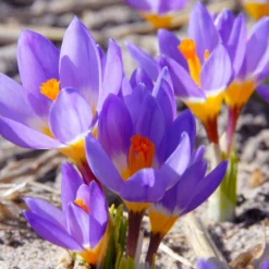 Crocus Sieberi 'Tricolor' -UK Garden Plants Sales 2024 crocus tricolor 2