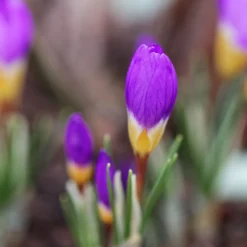 Crocus Sieberi 'Tricolor' -UK Garden Plants Sales 2024 crocus tricolor 2 ccbe2c74 daa8 4697 924c bb1c8eb5a191 scaled
