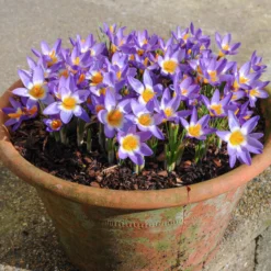 Crocus Sieberi 'Tricolor' -UK Garden Plants Sales 2024 crocus tricolor 3 scaled