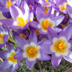 Crocus Sieberi 'Tricolor' -UK Garden Plants Sales 2024 crocus tricolor 4 scaled