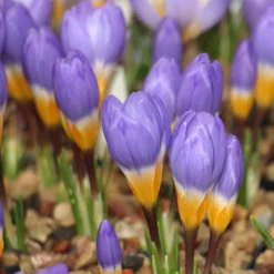 Crocus Sieberi 'Tricolor' -UK Garden Plants Sales 2024 crocus tricolor 5 scaled