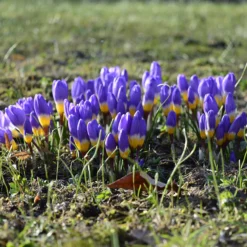 Crocus Sieberi 'Tricolor' -UK Garden Plants Sales 2024 crocus tricolor 6 scaled