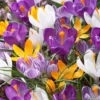 Crocus 'Mixed Colours' -UK Garden Plants Sales 2024 crocus vernus mixed colours