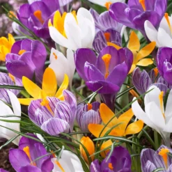 Crocus 'Mixed Colours'