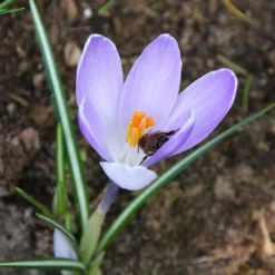 Crocus 'Yalta' -UK Garden Plants Sales 2024 crocus yalta 1 86aeb92c 8a0a 4c76 93c4 87fef66b2188