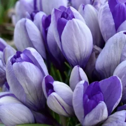Crocus 'Yalta'