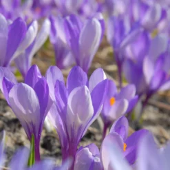 Crocus 'Yalta' -UK Garden Plants Sales 2024 crocus yalta 2
