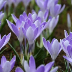 Crocus 'Yalta' -UK Garden Plants Sales 2024 crocus yalta 2 7886e54f 57c0 407b b907 7e438003fa75