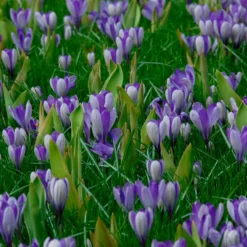 Crocus 'Yalta' -UK Garden Plants Sales 2024 crocus yalta 3