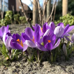 Crocus 'Yalta' -UK Garden Plants Sales 2024 crocus yalta 6