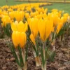 Crocus 'Yellow' -UK Garden Plants Sales 2024 crocus yellow 0