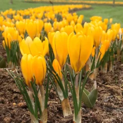 Crocus 'Yellow'