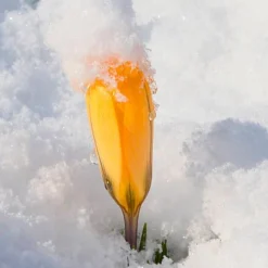 Crocus 'Yellow' -UK Garden Plants Sales 2024 crocus yellow 1