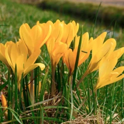 Crocus 'Yellow' -UK Garden Plants Sales 2024 crocus yellow 2