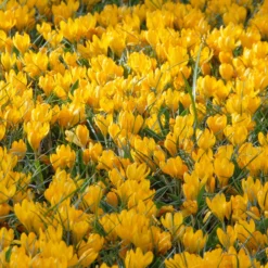 Crocus 'Yellow' -UK Garden Plants Sales 2024 crocus yellow 3
