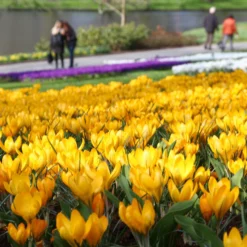 Crocus 'Yellow' -UK Garden Plants Sales 2024 crocus yellow 7
