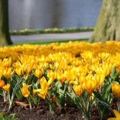Crocus 'Yellow' -UK Garden Plants Sales 2024 crocus yellow 8