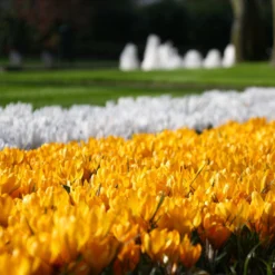 Crocus 'Yellow' -UK Garden Plants Sales 2024 crocus yellow 9