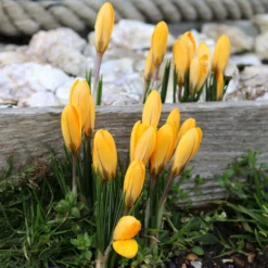 Crocus 'Yellow' -UK Garden Plants Sales 2024 crocus yellow scaled