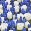 Collection 'Delft Blue' -UK Garden Plants Sales 2024 delft blue 1