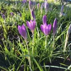 Crocus 'Yalta' -UK Garden Plants Sales 2024 file 6 scaled