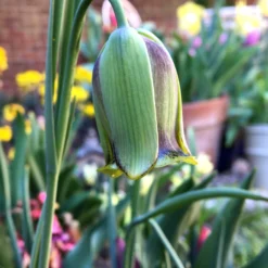 Fritillaria Acmopetala -UK Garden Plants Sales 2024 fritillaria acmopetala 0 scaled